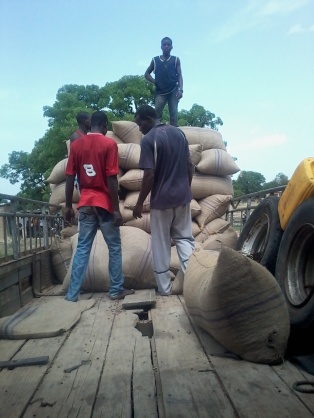 Unloading the baobab seeds for distribution