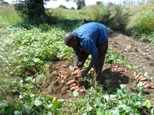 Mr. James Adongo, a farmer in Kabusgo Harvesting His OFSP roots.